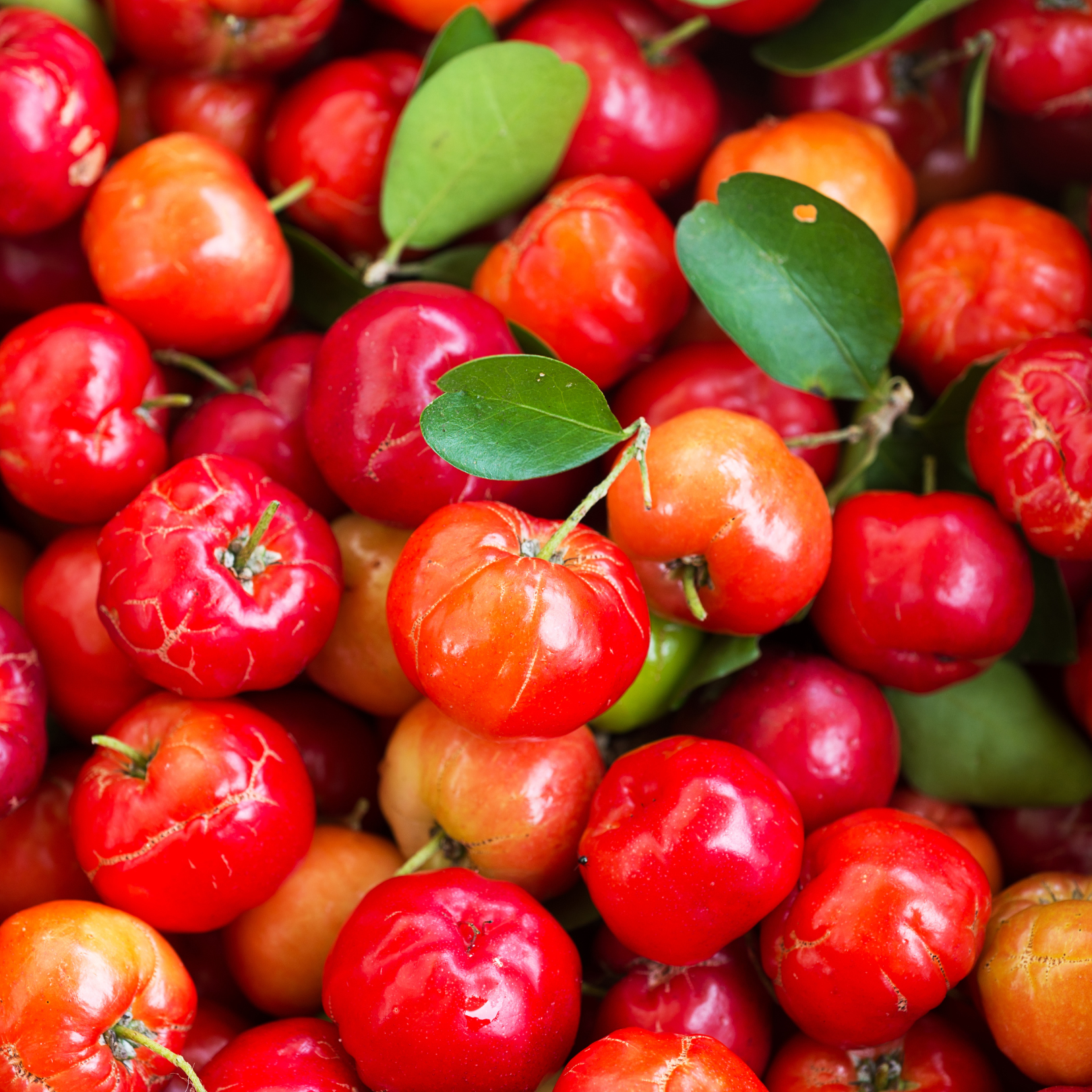 acerola vitamine C purasana beautysups