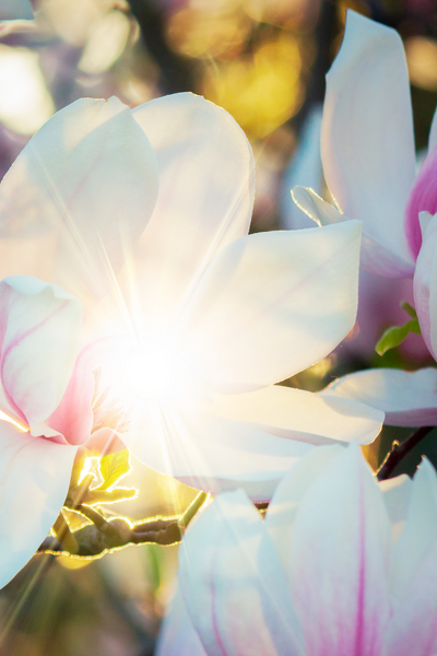 Lente Revival: Boost je beauty & welzijn met deze 6 tips