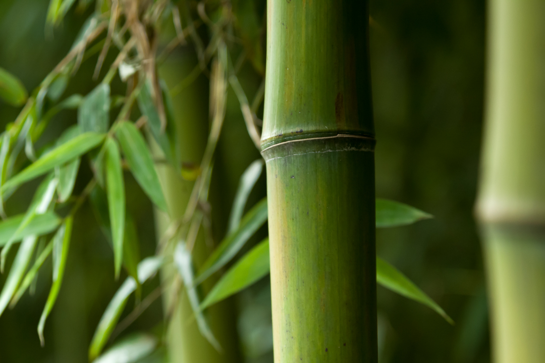 silicium bamboe extract beautysups