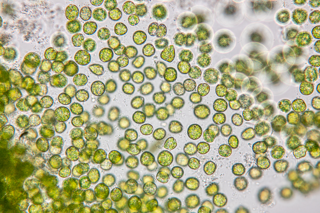 phytoplankton gezondheid voor mens en milieu