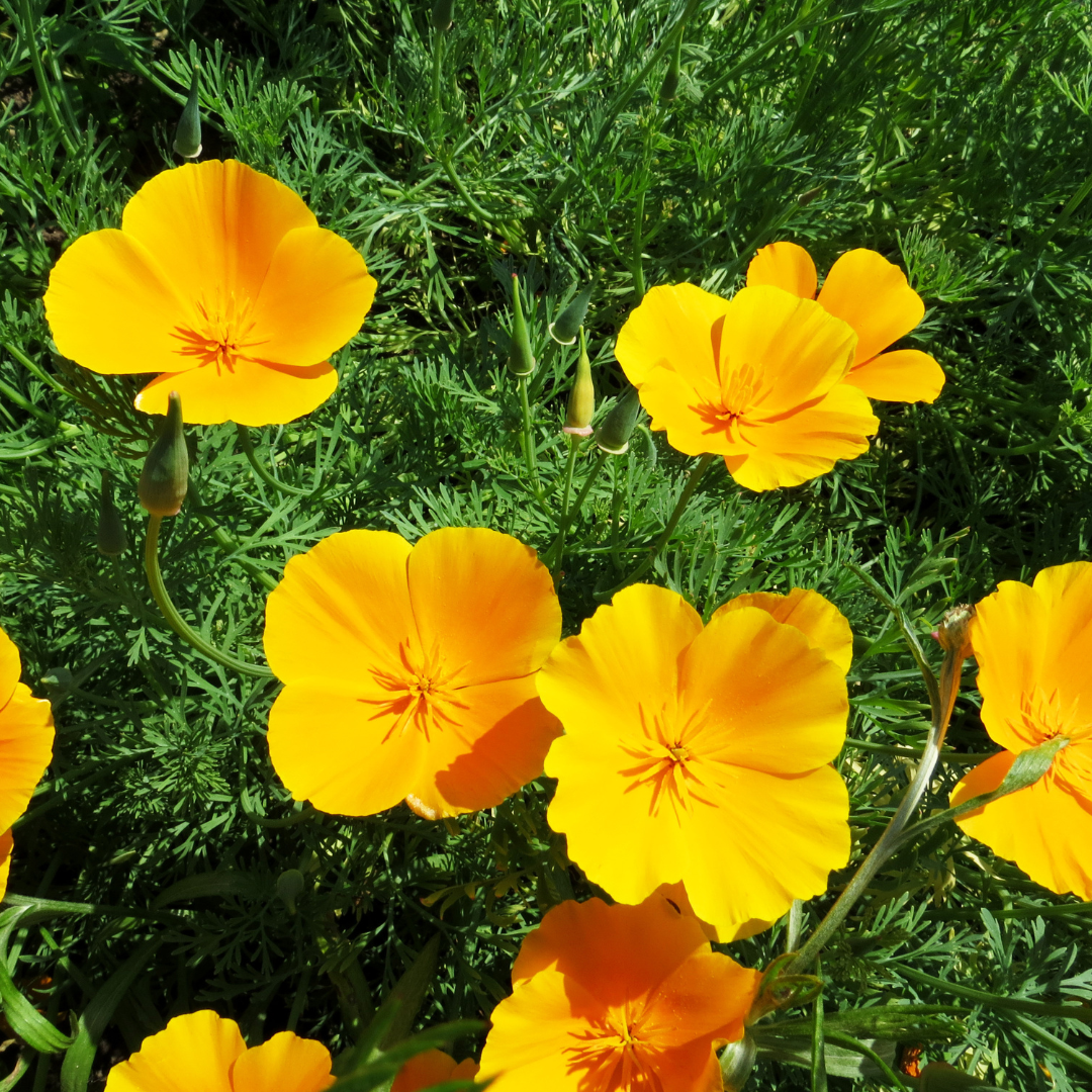 purasana slaapmutsje goudpapaver slapen beautysups